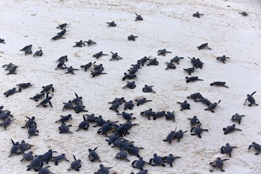 Turtle Hatchlings taking their first steps down the beach and into the ocean