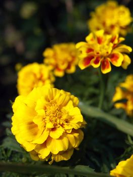 Beautiful flowers of french marigold flower (Tagetes patula Family Compositae)