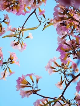 Pink trumpet tree flower blooming with pod in valentine's day like sweet dream (Tabebuia rosea, Family Bignoniaceae, common name Pink trumpet tree, Rosy trumpet tree, Pink Poui, Pink Tecoma)