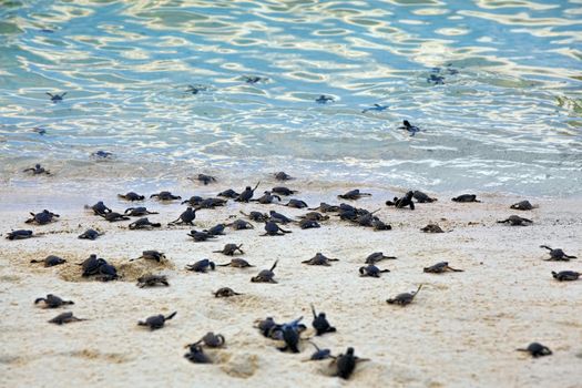 Turtle Hatchlings taking their first steps down the beach and into the ocean