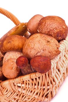 Fresh Ripe Porcini Mushrooms, Portabello Mushrooms, Orange-Cap Boletus  and Peppery Bolete in Wicker Basket closeup on white background