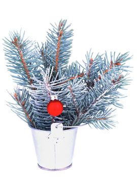 Bunch of Blue Spruce Branches with HoarFrost and Red Bauble in Tin Bucket isolated on white background