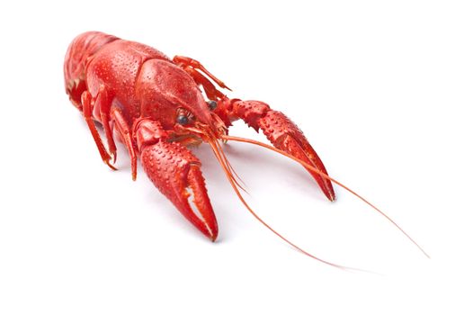 One prepared red crayfish on white background