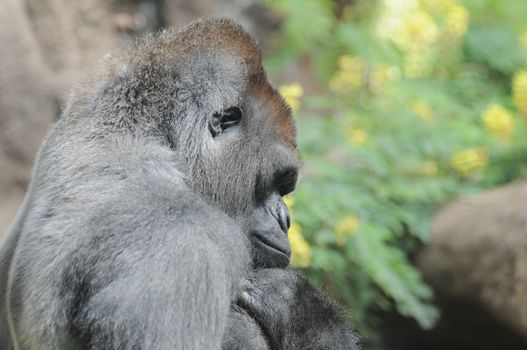 One Adult Black Gorilla near Some Yellow Flowers