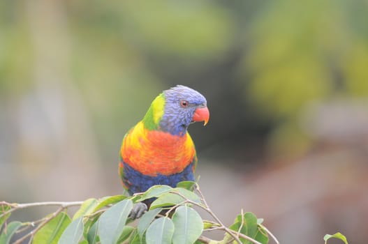 One Very Colored Parrot in a Park in Tenerife, Spain