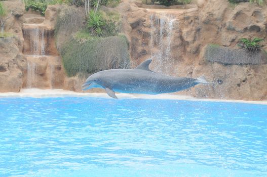 Grey Dolphin on a Very Blue Water in a Park in Tenerife, Spain