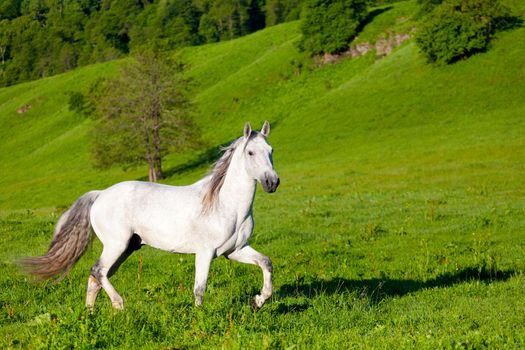 Gray Arab horse gallops on a green meadow