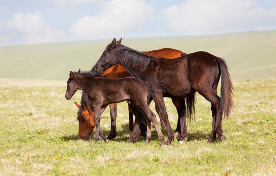 Herd of horses on a summer pasture. Caucasus, Karachay-Cherkessia