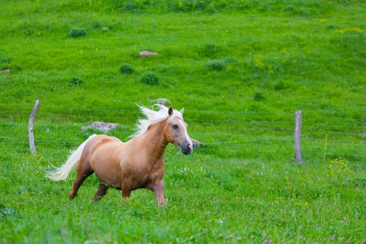 Bay horse is walked in the electroshepherd