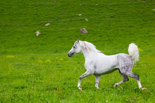 Gray Arab horse gallops on a green meadow