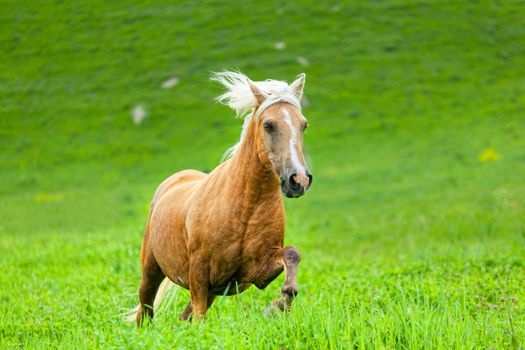 Horse runs on a green summer meadow