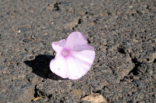 Trumpet Pink Flower on the Asphalt of the Road