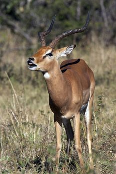 Young male Impala (Aepyceros melampus melampus) showing the Flehman Responce - curling of the top lip and showing teeth after tasting the urine of a female to see if she is ready to mate. Chobe National Park in Botswana in southern Africa.