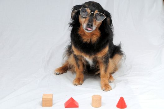 One Old Female Black Dog Doing an IQ Test