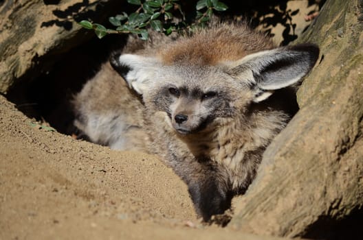 Bat-eared fox