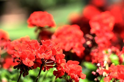 Some Very Colored Flowers on a Green Garden