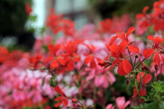 Some Very Colored Flowers on a Green Garden