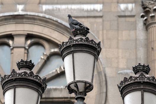 A Pigeon Standing on a Light, in Canary Islands, Spain