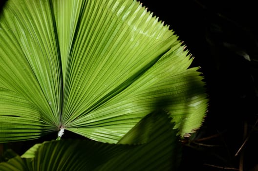 leaf structure