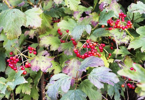 Brush red elderberries in nature