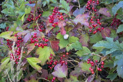 Brush red elderberries in nature