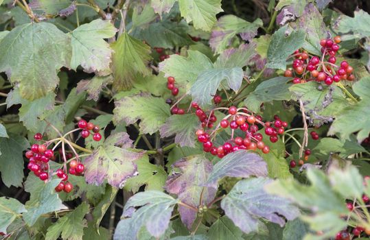 Brush red elderberries in nature