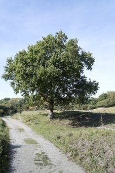 old oak in the nature area called waterplas near the dutch place Rockanje