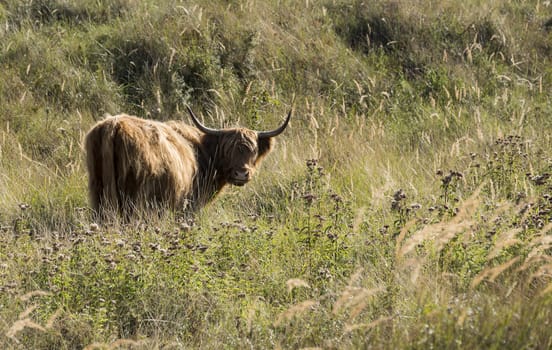 galloway mammal in the dutch nature waterplas near rockanje