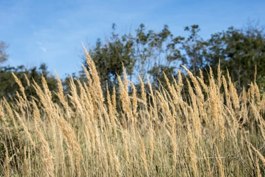 wild wheat in nature with blue sky as background