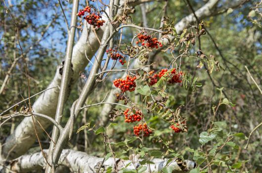 Brush red elderberries in nature