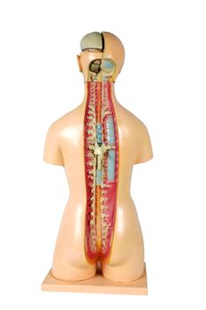 Human structure. Anatomic model