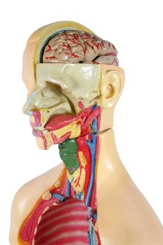 Human structure. Anatomic model