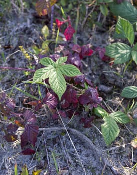 green and red leaves in nature