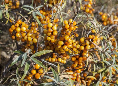  buckthorn berries in the autumn nature 