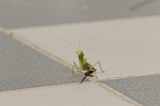 huge green praying Mantis on the floor (Mantodea, mantises, mantes)