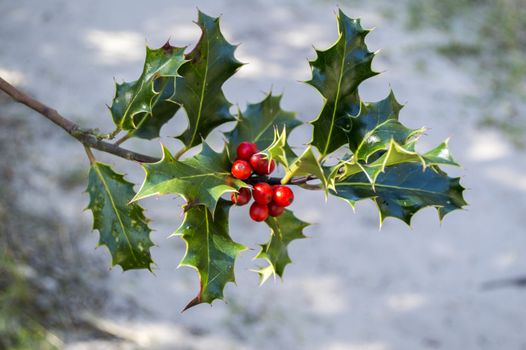 holly with red berries and green leaves