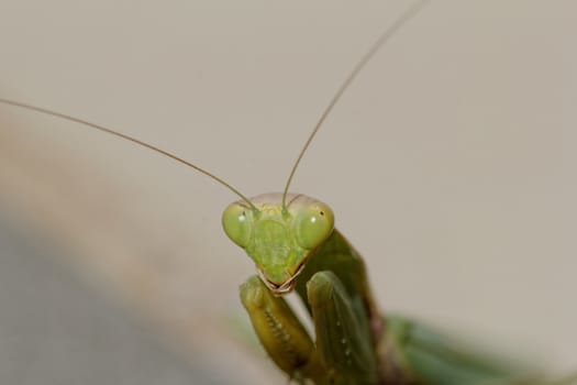 huge green praying Mantis on the floor (Mantodea, mantises, mantes)