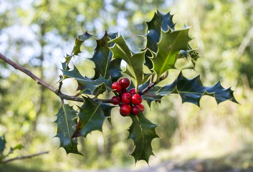 holly with red berries and green leaves