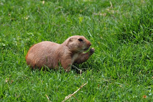 Black-tailed prairie dog rodent eating grass. Animal in natural environment.