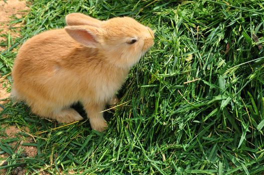 Bunny rabbit feeding on grass. Cute baby animal background.