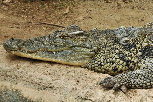 Nile crocodile one of the largest reptiles in the world. Wild animal background.