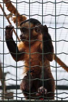 Black-capped capuchin squirrel monkey in a cage. Wild animal at the zoo.