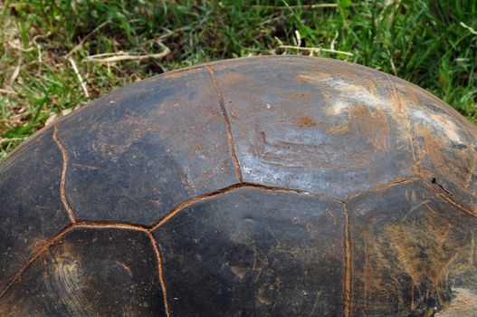 Aldabra giant tortoise shell background. Reptile animal macro.