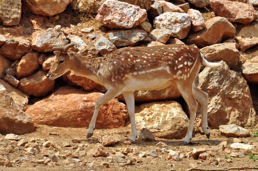 Fallow deer with growing antlers. Young male with spotted coat native to Rhodes island, Greece.