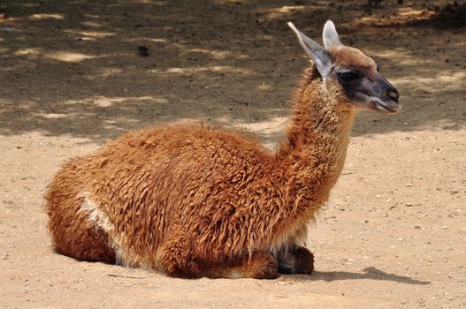 Guanaco lama guanicoe camelid animal resting on the ground on sunny day.