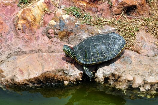Red-eared slider turtle by the edge of the water.