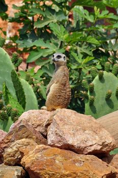 Meerkat upright on rear legs. Small suricate animal standing guard.