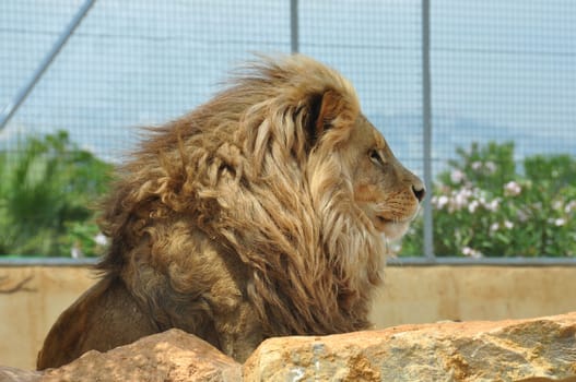 Southwest African lion adult male in captivity. Wild animal behind rocks.