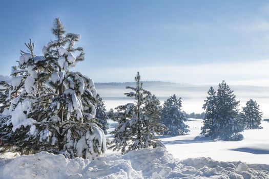 Fog in the hills with lots of snow covered trees.