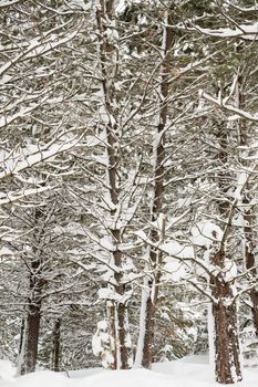 Cold day in the forrest with nothing but white and trees able to be seen.